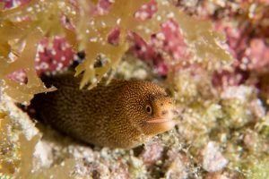 Cozumel G7X Mark II Moray Eel
