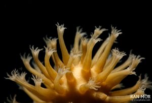 Coral polyps in Gardens of the Queen - Sony RX100 Mark V Underwater