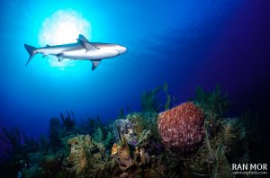 Caribbean Reef Shark in Gardens of the Queen - Sony RX100 Mark V Underwater