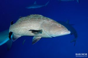 Grouper in Gardens of the Queen - Sony RX100 Mark V Underwater