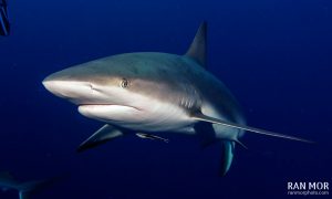 Silky Shark in Gardens of the Queen - Sony RX100 Mark V Underwater