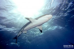 Caribbean Reef Shark in Gardens of the Queen - Sony RX100 Mark V Underwater