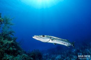 Barracuda Gardens of the Queen Cuba