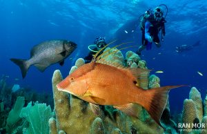 Hogfish in Gardens of the Queen - Sony RX100 Mark V Underwater