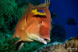 Hogfish in Gardens of the Queen - Sony RX100 Mark V Underwater