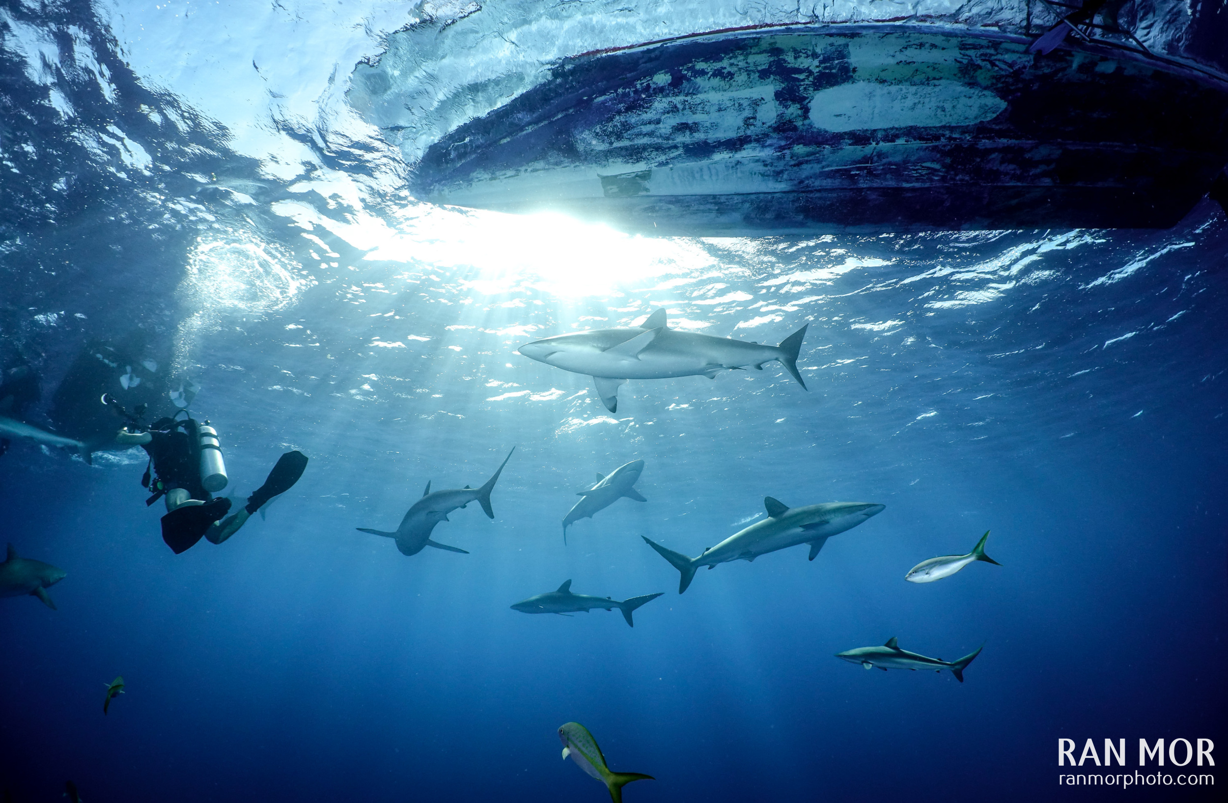 Silky Sharks – Gardens of the Queen, Cuba taken with FRX100 V Bundle