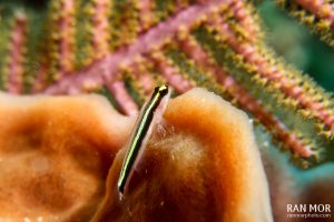 Canon G7X Mark II Underwater - Goby Close-up, using Inon UCL-165