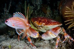 Night Dive Crab and Squirrel Fish