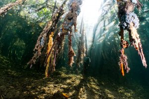Mangroves Gardens of the Queen Cuba