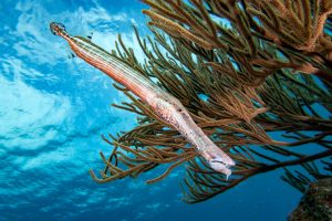 Bonaire G7X Mark II Trumpetfish
