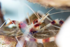 Bonaire G7X Mark II Coral Banded Shrimp