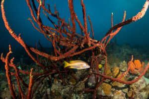 Canon G7X Mark II Underwater - Bonaire Coral and fish