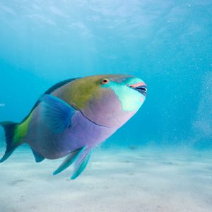 Parrotfish taken with the Sony A6500 + 10-18mm Lens in the Fantasea FA6500 + Dome
