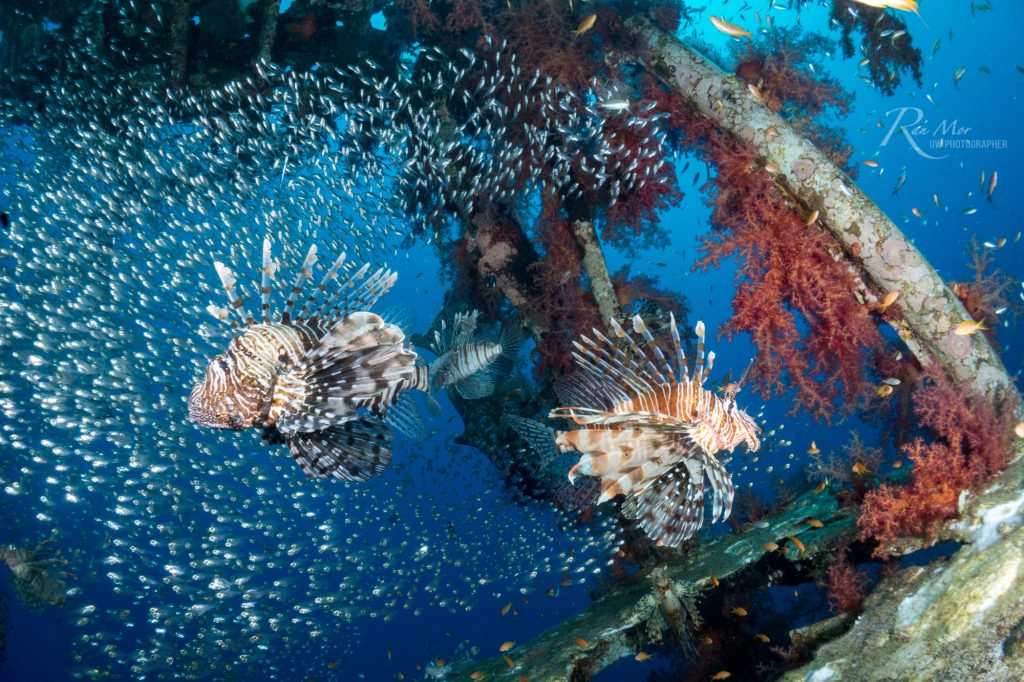 Lionfish and Glass fish in wreck taken with the Sony A6500 + 16mm lens + Fisheye converter in the Fantasea FA6500 + Dome