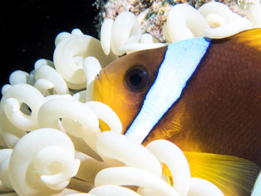 Olympus TG Underwater - Clownfish anemone close up