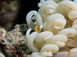 Olympus TG-5 Underwater - Clownfish anemone