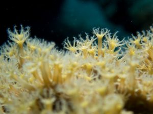 Olympus TG-5 Underwater Coral close-up