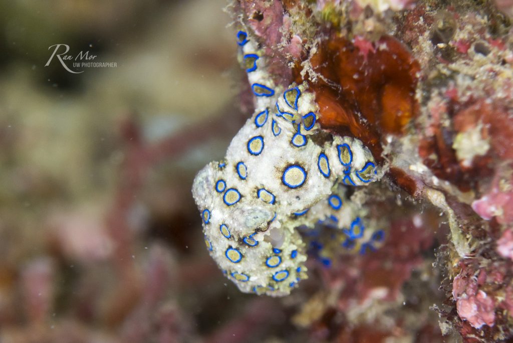 Blue Ring Octopus in Puerto Galera