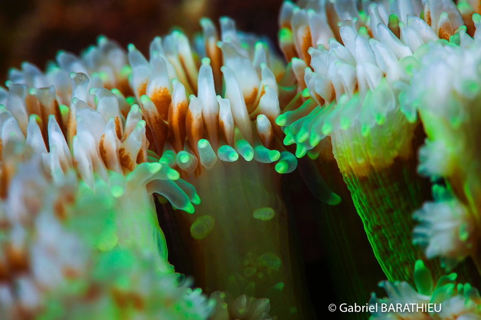 Gabriel Barathieu Green Coral