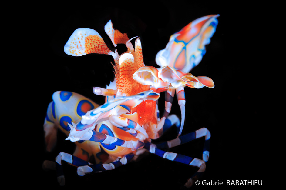 Gabriel Barathieu Harlequin shrimp 