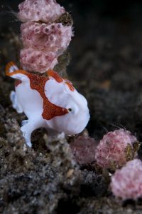 Canon 15-45mm Underwater frogfish