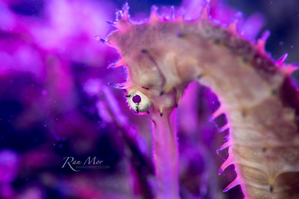 Sea Horse with backlight using the Kraken Hydra 2500