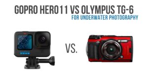 Gopro Hero 11 vs Olympus TG-6 for Underwater photography