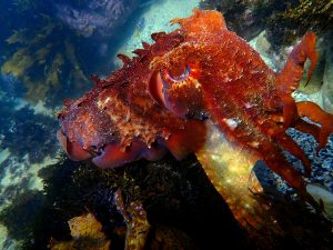 Red-colored Australian Cuttlefish