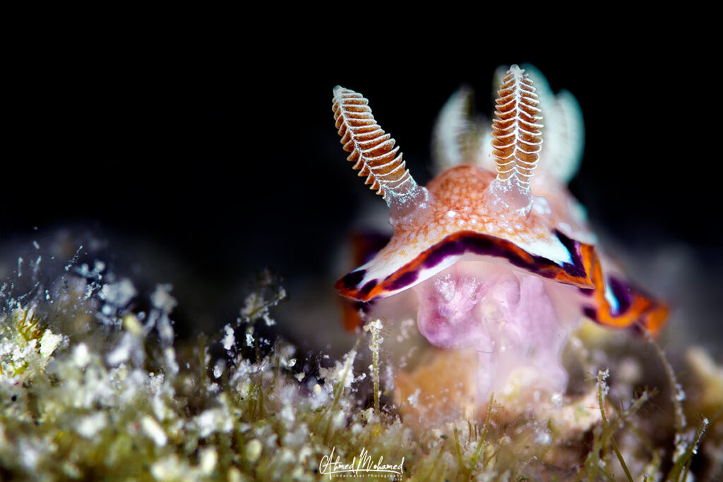 Brightly colored nudibranch crawling across a coral reef