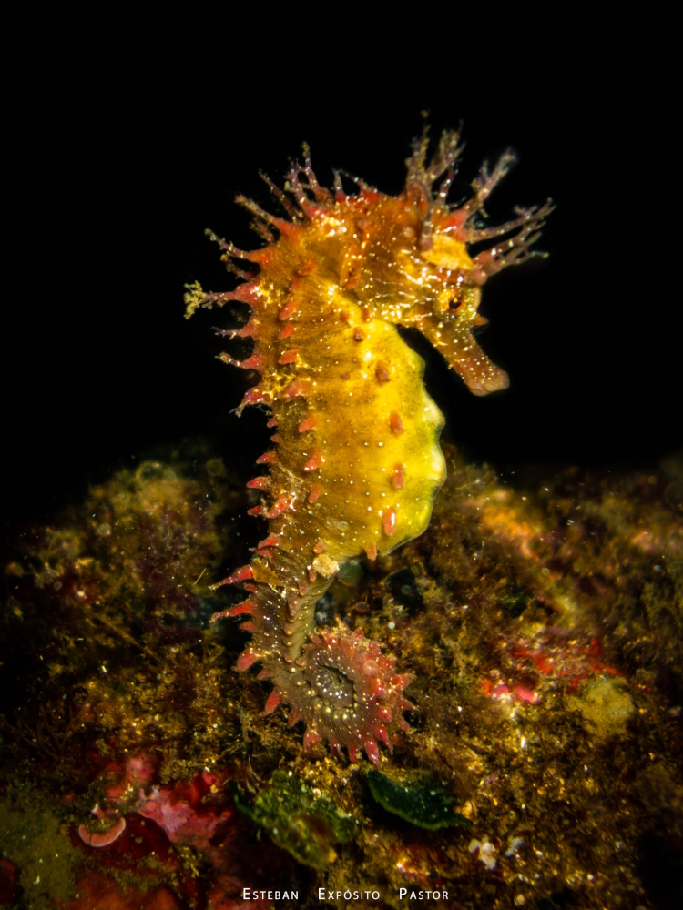 Seahorse clinging to coral with its tail on a tropical reef