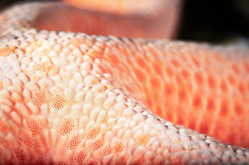 Details of a starfish. You can’t do without a macro lens for shots like this one.