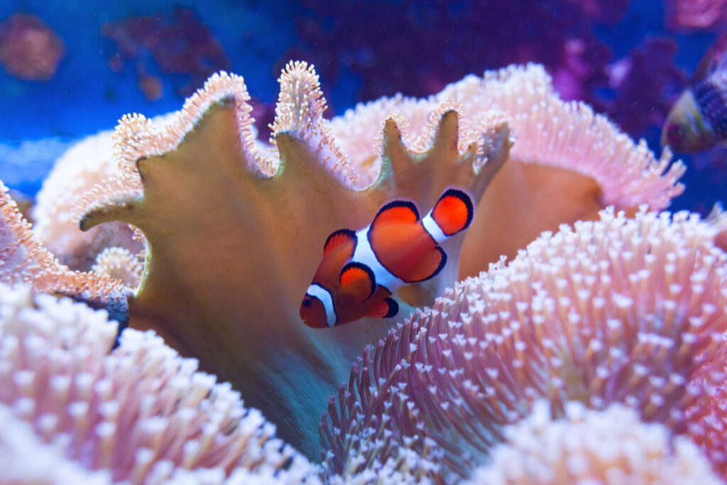Clownfish swimming among the tentacles of a sea anemone