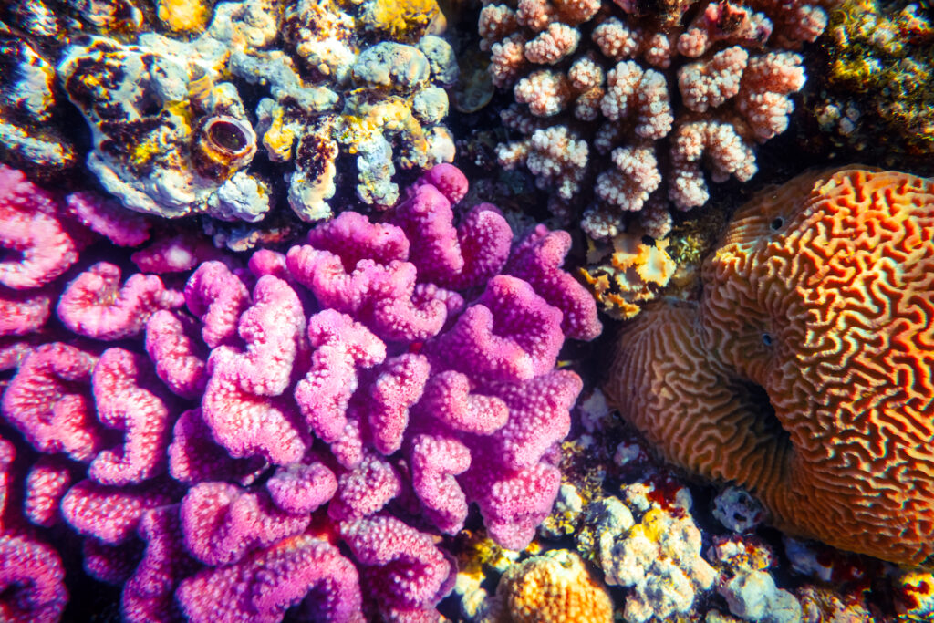 Colorful coral reef colony in the Red Sea showing diverse coral formations