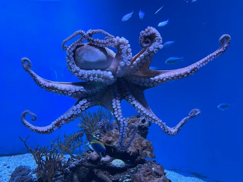 Octopus emerging from a rocky crevice on the reef at night