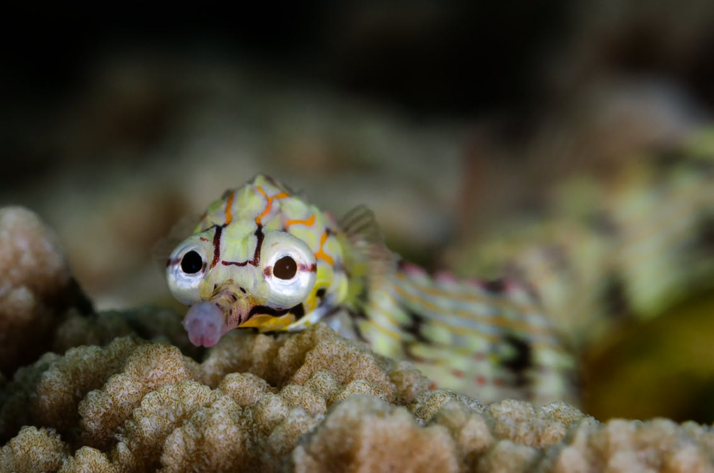Pipefish resting among soft coral branches on a tropical reef