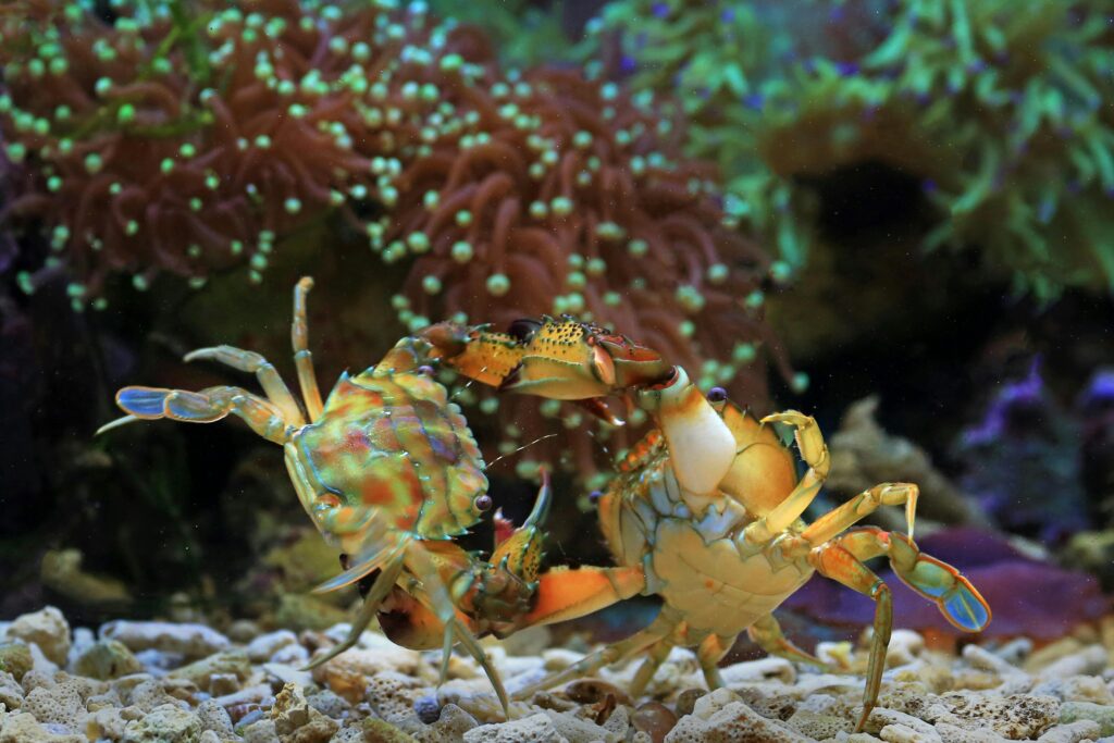Crab resting on coral rubble on the ocean floor