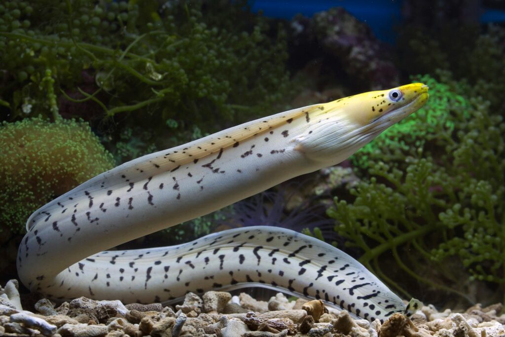 Moray eel with open mouth resting inside a coral reef crevice
