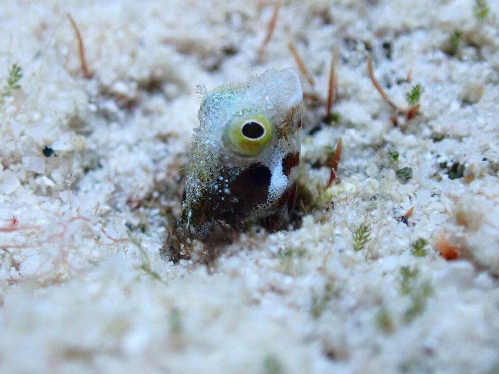 Blenny fish peering out from a hole in the coral reef
