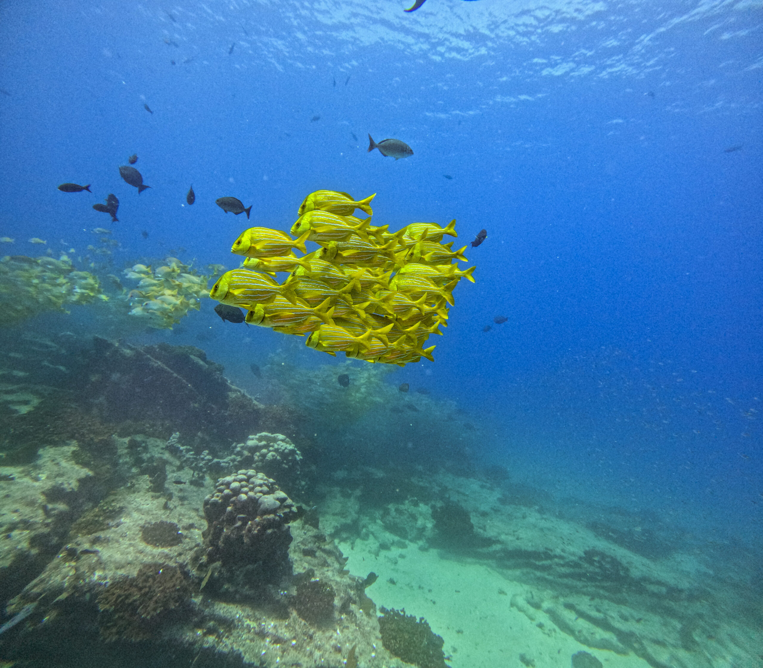 School of yellow fish swimming above a coral reef while diving in Cabo Pulmo