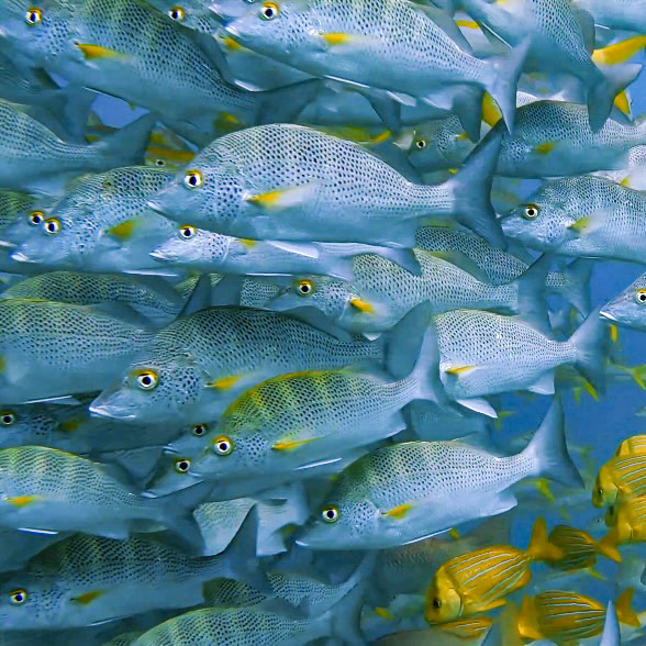 School of silver and yellow reef fish photographed underwater