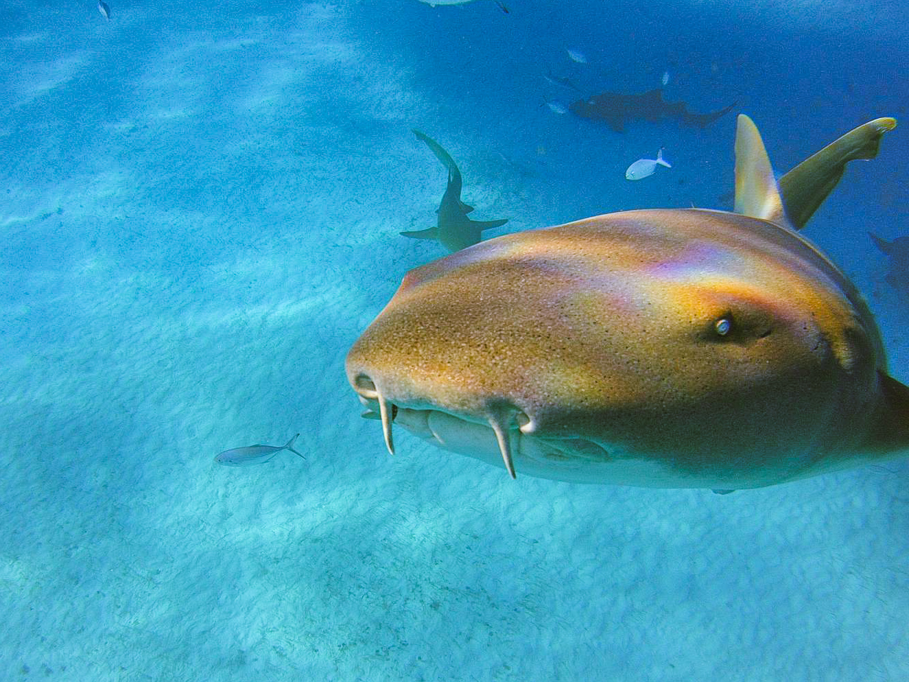 Nurse shark photographed in shallow blue water using natural ambient light