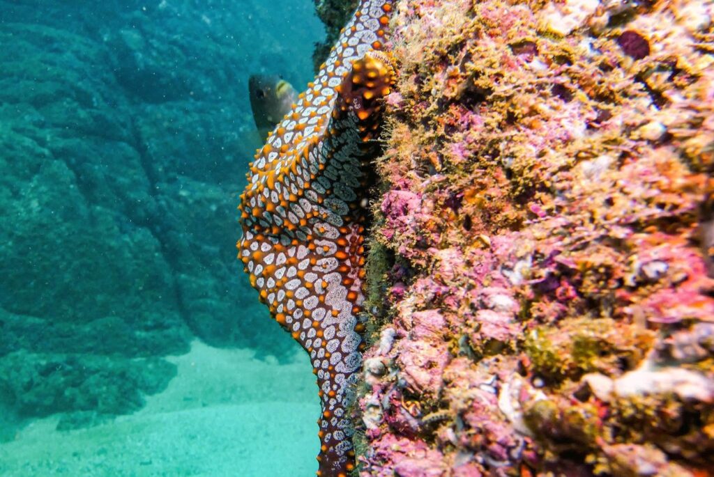 Colorful reef fish and coral illuminated by an underwater strobe