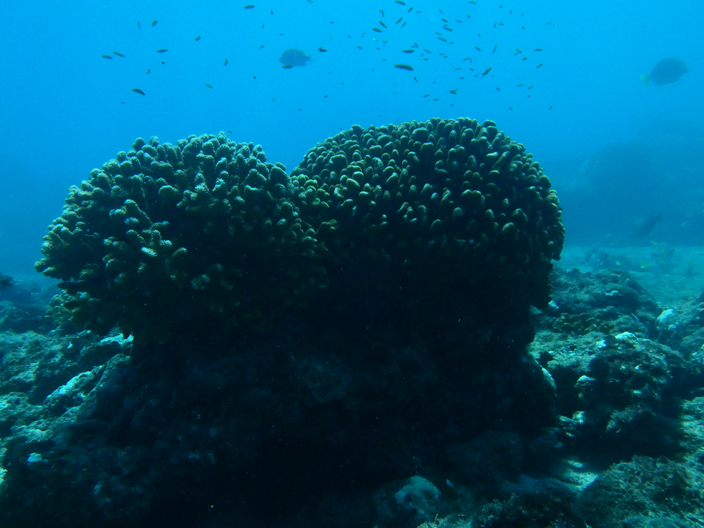 Dark coral reef scene photographed with limited ambient light underwater