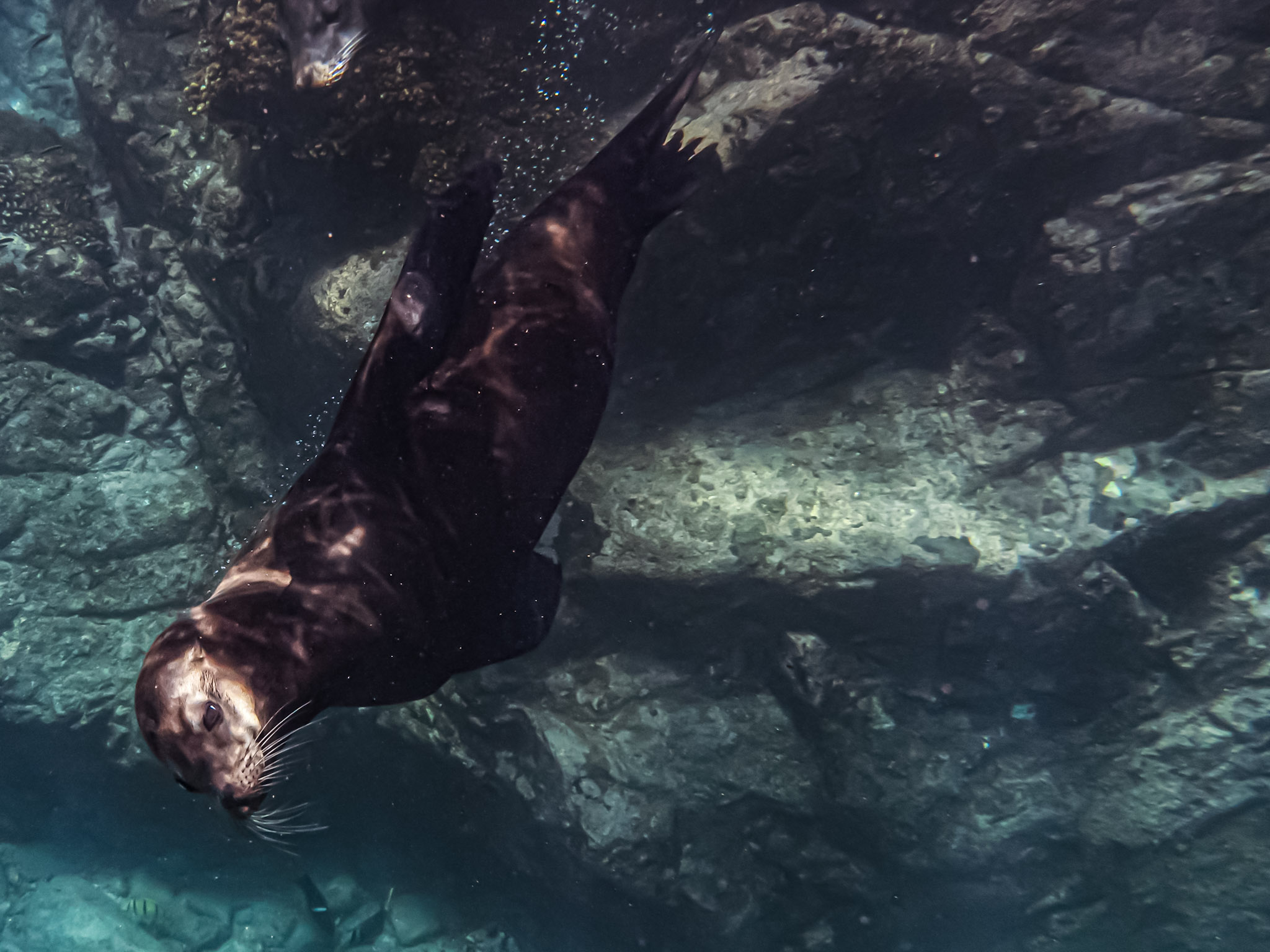 Sea lion swimming underwater above a rocky reef