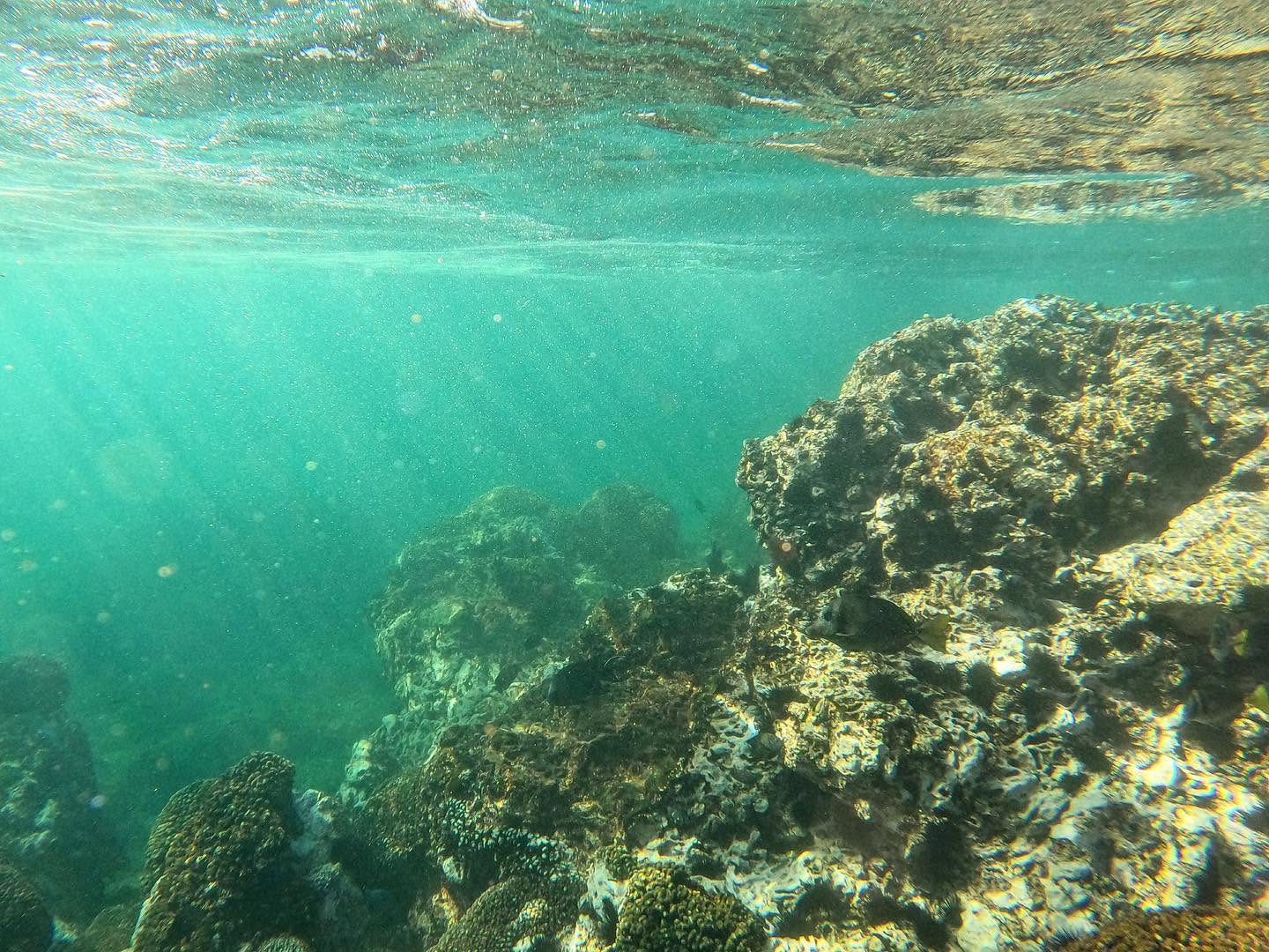 Shallow coral reef photographed using natural ambient light underwater