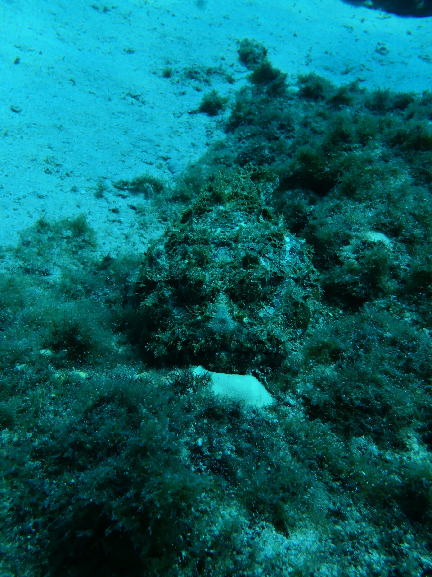 Camouflaged bottom-dwelling fish appearing dark and blue under ambient light