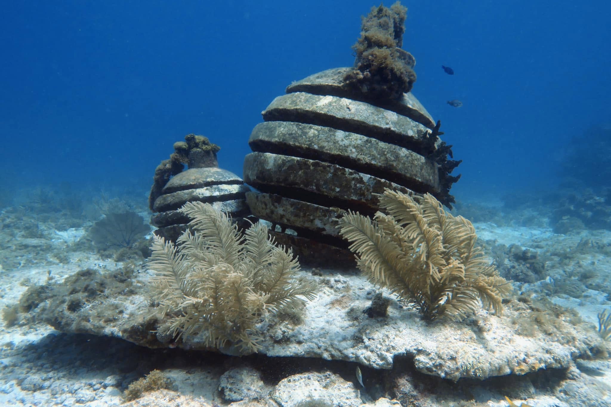 Underwater reef structures photographed against a natural blue-water background