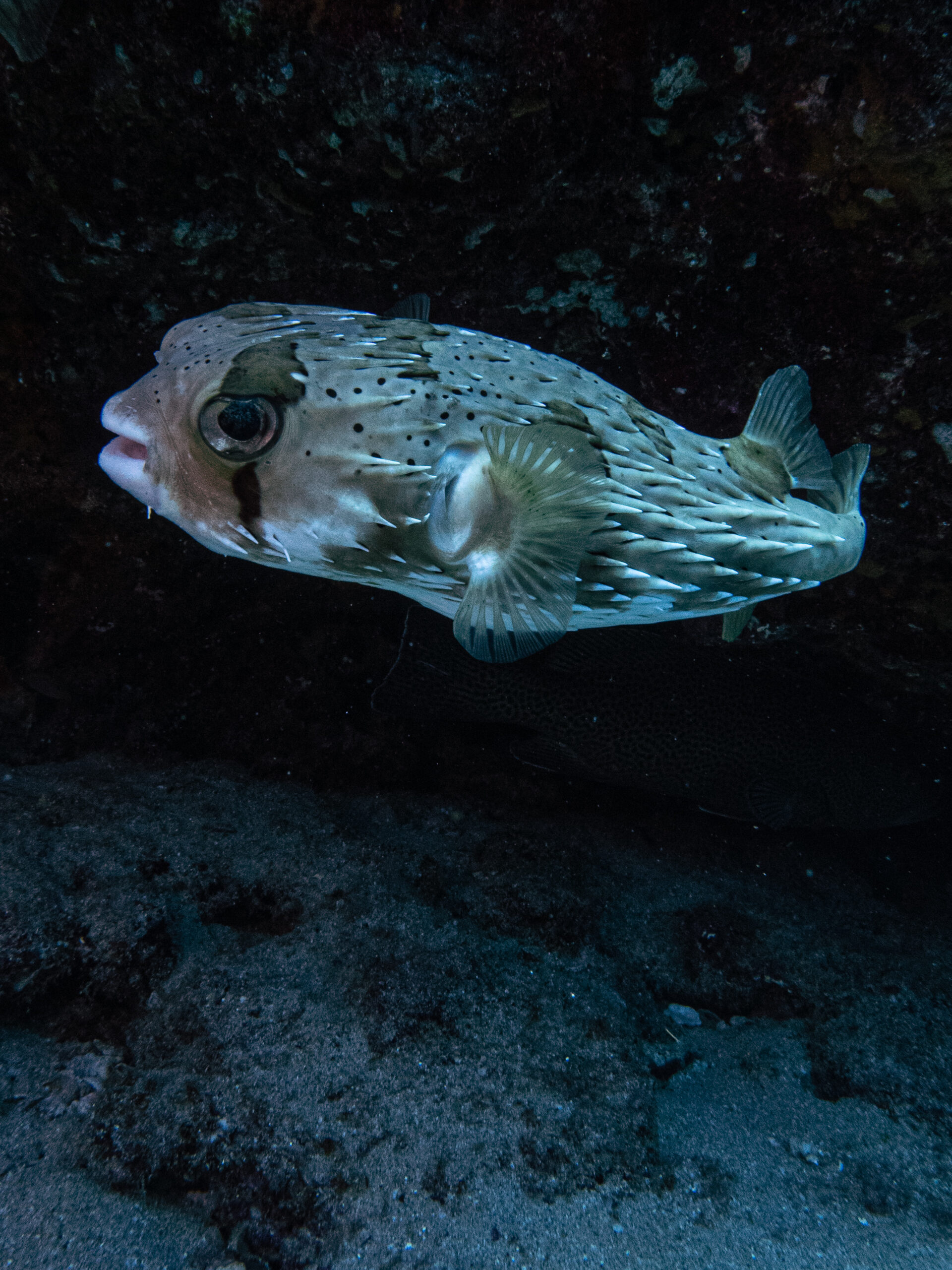 Close underwater portrait of a porcupinefish illuminated against a dark reef