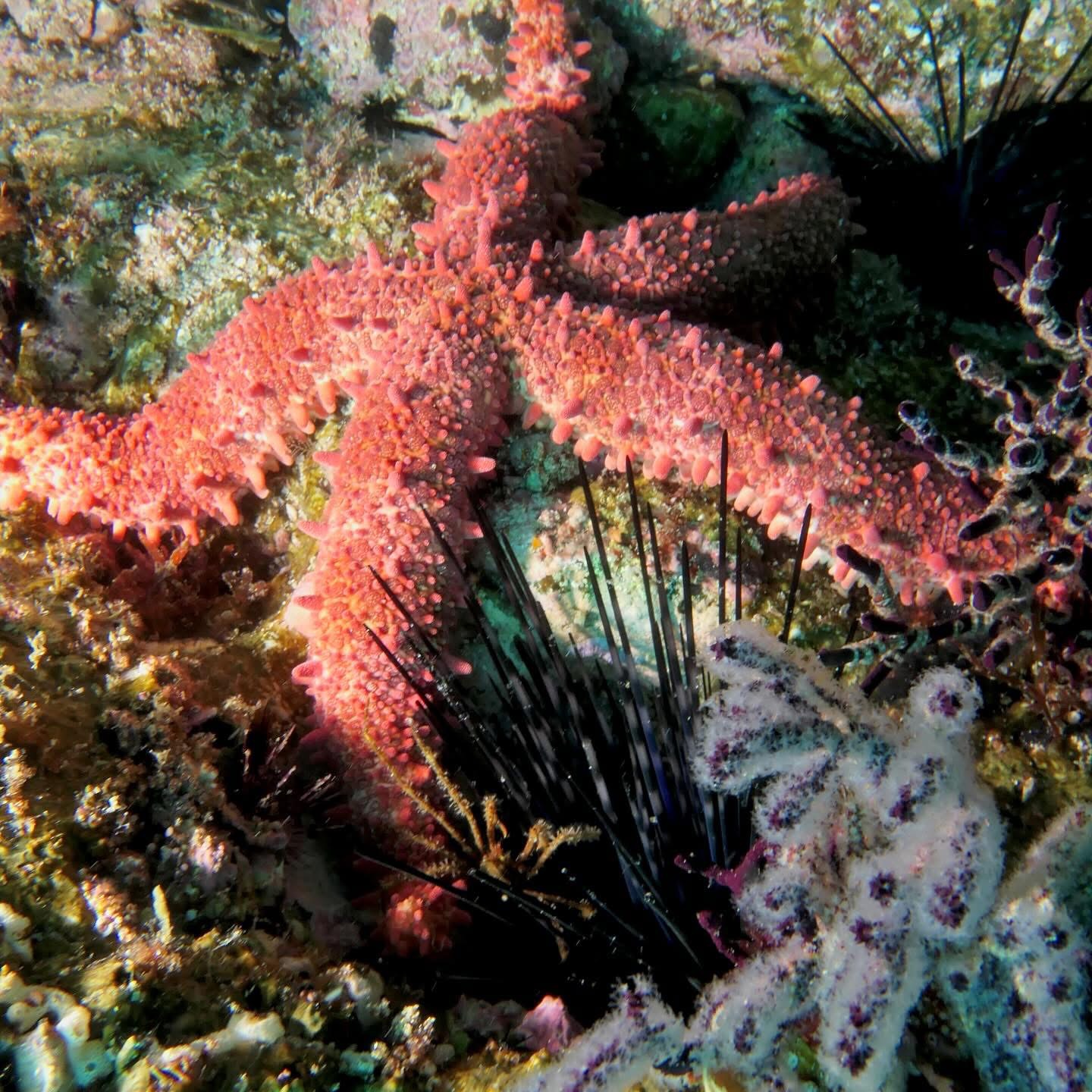 Colorful starfish photographed with controlled underwater lighting