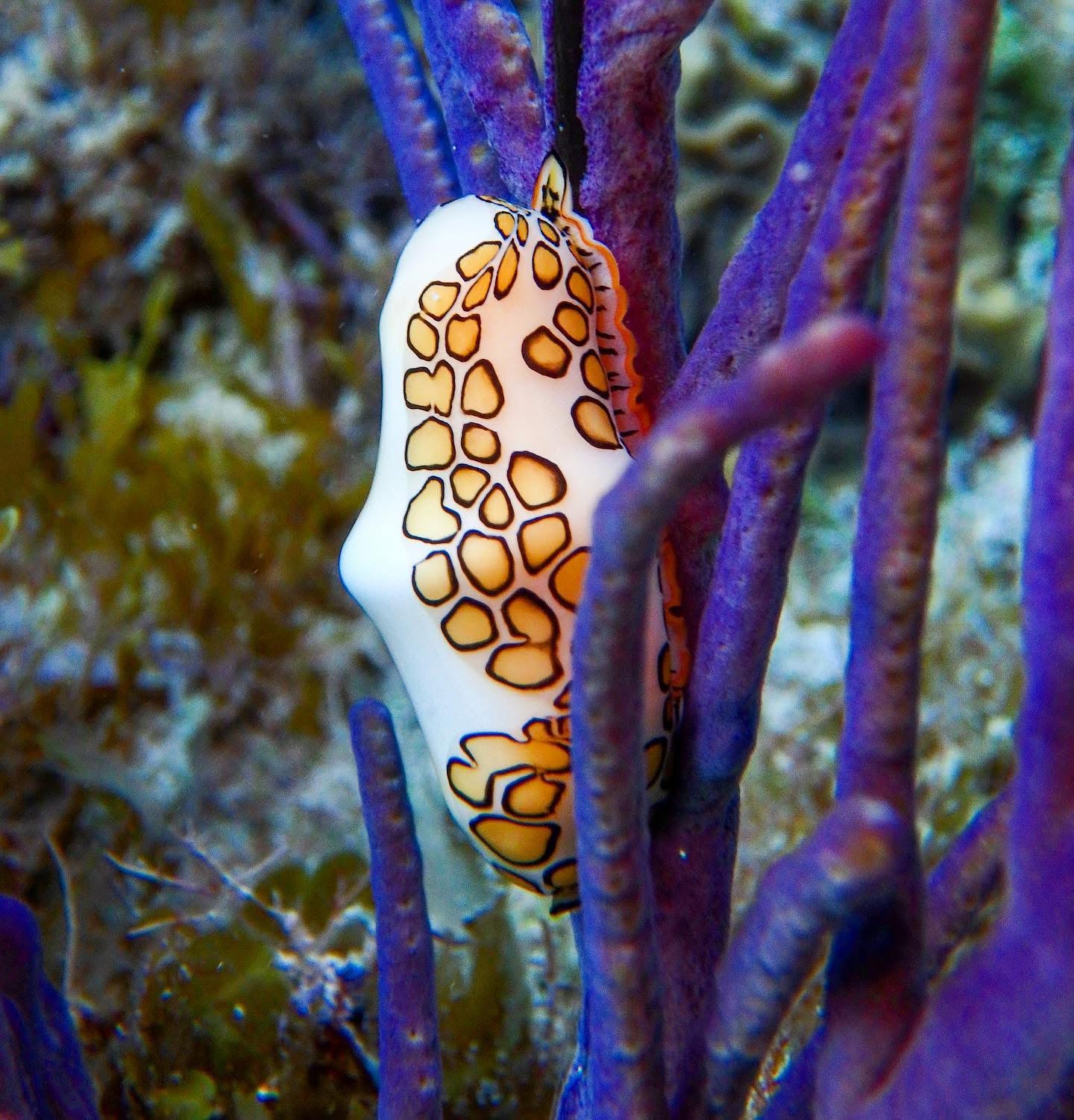 Close-up underwater photograph captured with a balanced camera rig